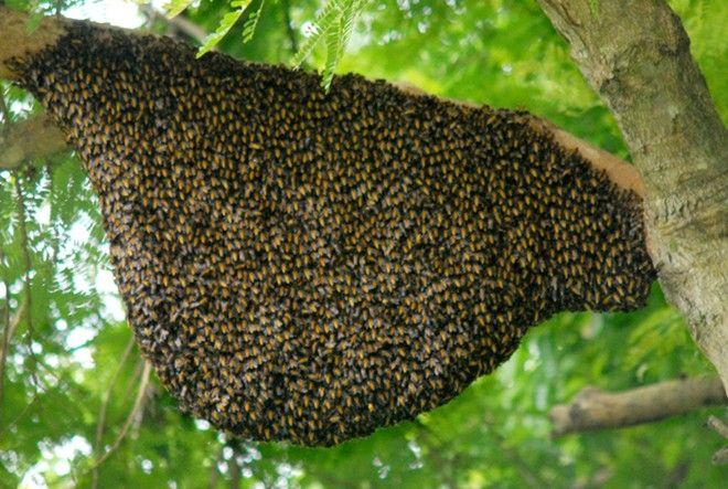 Phù tang chi bảo - Bài thuốc quý của Thiền sư Tuệ Tĩnh